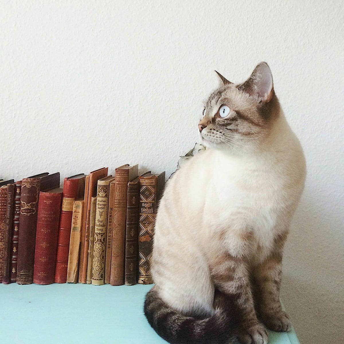 Ganjar Pranowo avatar